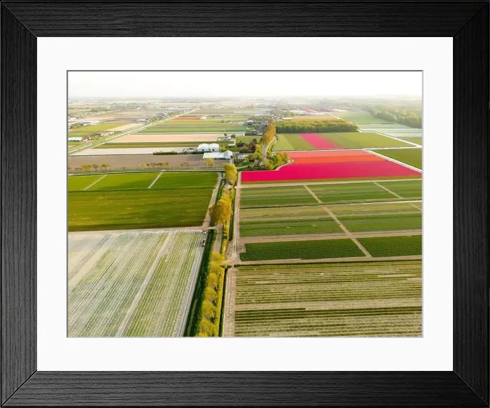 Framed Print : Aerial view of a tulip fields near Vogelenzang, The Netherlands Framed Print : Aerial view of a tulip fields near Vogelenzang, The Netherlands