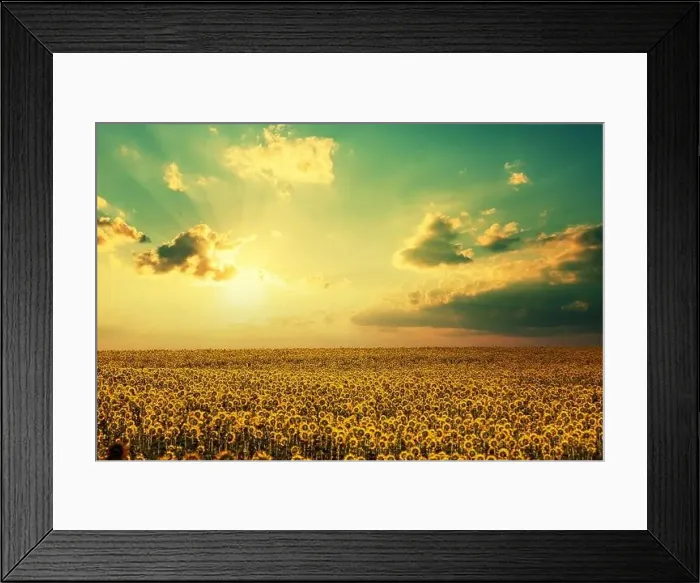 Framed Print : Sunflower field with beautiful sky. Aerial view
