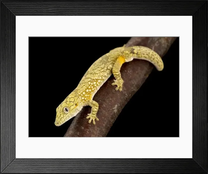 Framed Print : Bauer's Chameleon Gecko (Eurydactylodes agricolae) Framed Print : Bauer's Chameleon Gecko (Eurydactylodes agricolae)