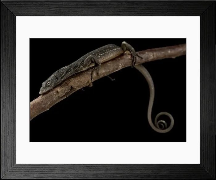 Framed Print : Black Tree Monitor (Varanus beccarii)