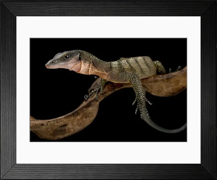 Framed Print : Peach-throated monitor (Varanus jobiensis) Framed Print : Peach-throated monitor (Varanus jobiensis)