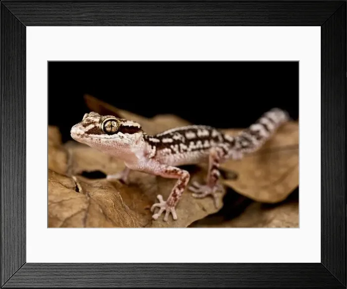 Framed Print : Ocelot Gecko (Paroedura picta) Framed Print : Ocelot Gecko (Paroedura picta)
