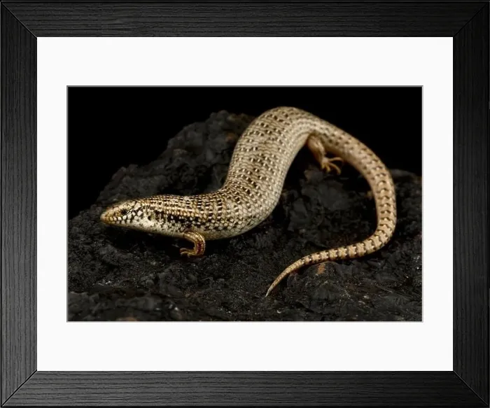 Framed Print : Ocellated skink (Chalcides ocellatus) Framed Print : Ocellated skink (Chalcides ocellatus)
