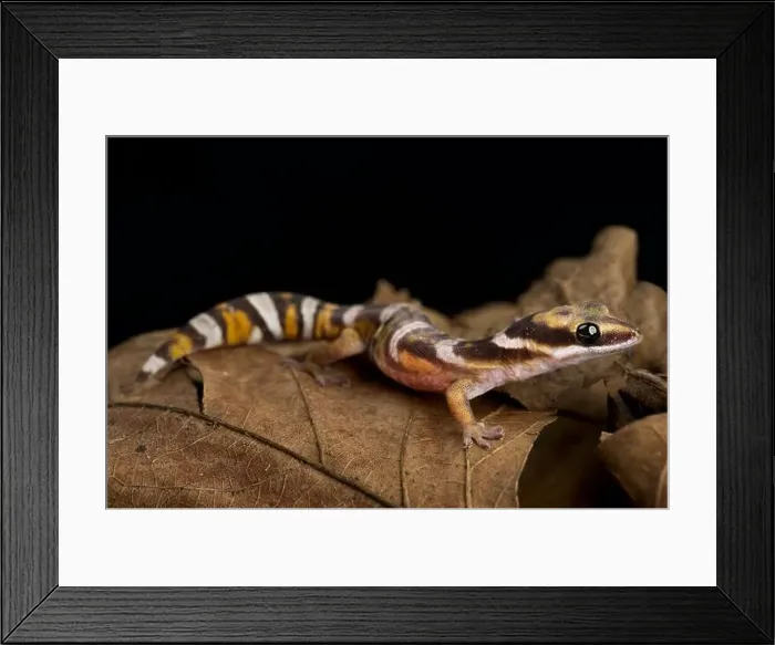 Framed Print : Northern Velvet Gecko (Oedura castelnaui) Framed Print : Northern Velvet Gecko (Oedura castelnaui)
