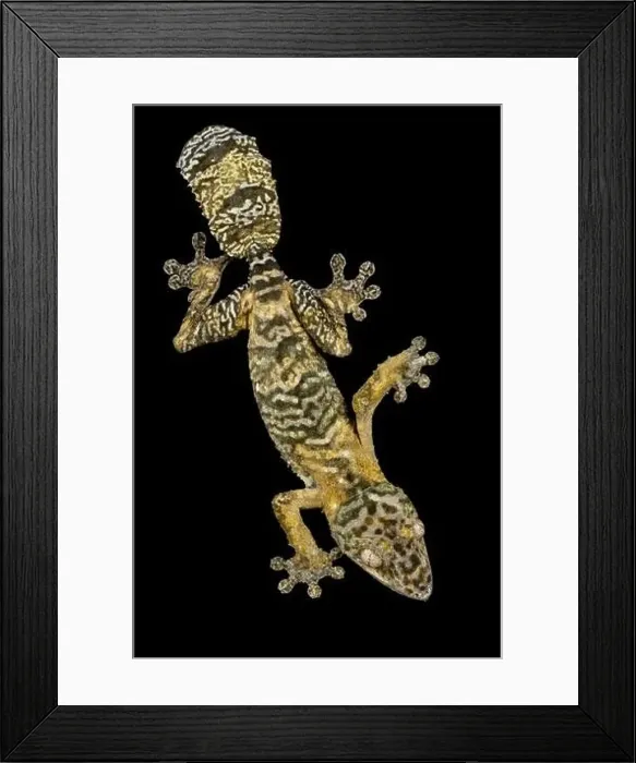 Framed Print : Henkel's Leaftailed Gecko (Uroplatus henkeli) Framed Print : Henkel's Leaftailed Gecko (Uroplatus henkeli)