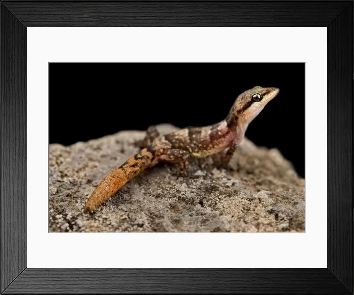 Framed Print : Sao Nicolau leaf-toed gecko (Hemidactylus nicolauensis) Framed Print : Sao Nicolau leaf-toed gecko (Hemidactylus nicolauensis)