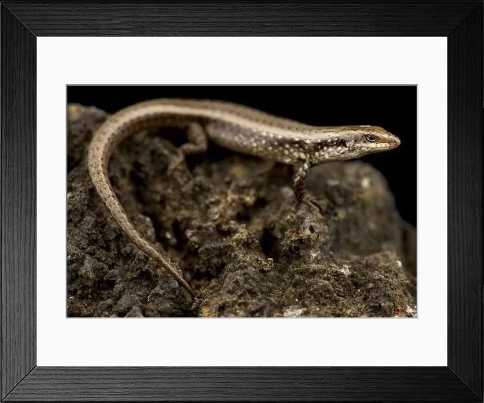 Framed Print : Sao Nicolau Skink (Chioninia nicolauensis) Framed Print : Sao Nicolau Skink (Chioninia nicolauensis)
