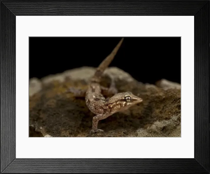 Framed Print : Raise Wall Gecko (Tarantula raziana) Framed Print : Raise Wall Gecko (Tarantula raziana)