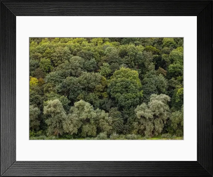 Framed Print : Aerial view Rubber tree forest, Top view of rubber tree and leaf plantation Framed Print : Aerial view Rubber tree forest, Top view of rubber tree and leaf plantation