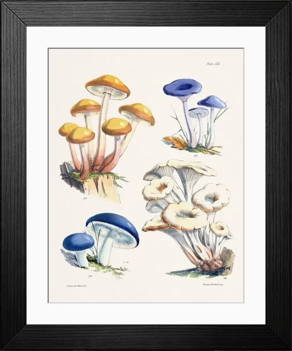 Framed Print : Vintage Mushroom Illustration: Botanical Fungi Art Framed Print : Vintage Mushroom Illustration: Botanical Fungi Art