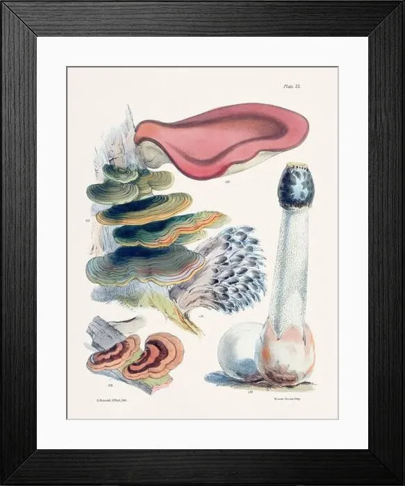 Framed Print : Vintage Mushroom Illustration: Botanical Fungi Art Framed Print : Vintage Mushroom Illustration: Botanical Fungi Art