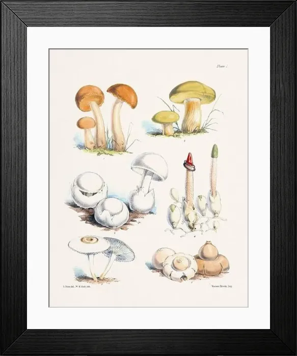 Framed Print : Vintage Mushroom Illustration: Botanical Fungi Art Framed Print : Vintage Mushroom Illustration: Botanical Fungi Art