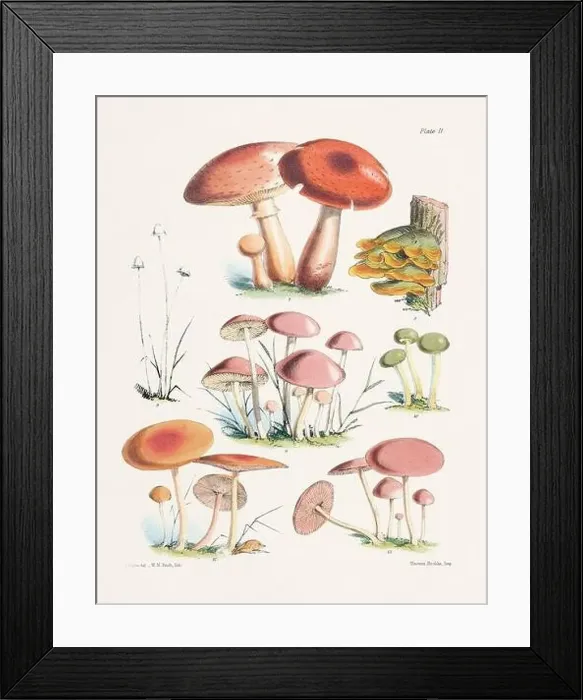 Framed Print : Vintage Mushroom Illustration: Botanical Fungi Art Framed Print : Vintage Mushroom Illustration: Botanical Fungi Art