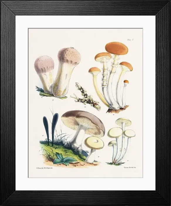 Framed Print : Vintage Mushroom Illustration: Botanical Fungi Art Framed Print : Vintage Mushroom Illustration: Botanical Fungi Art