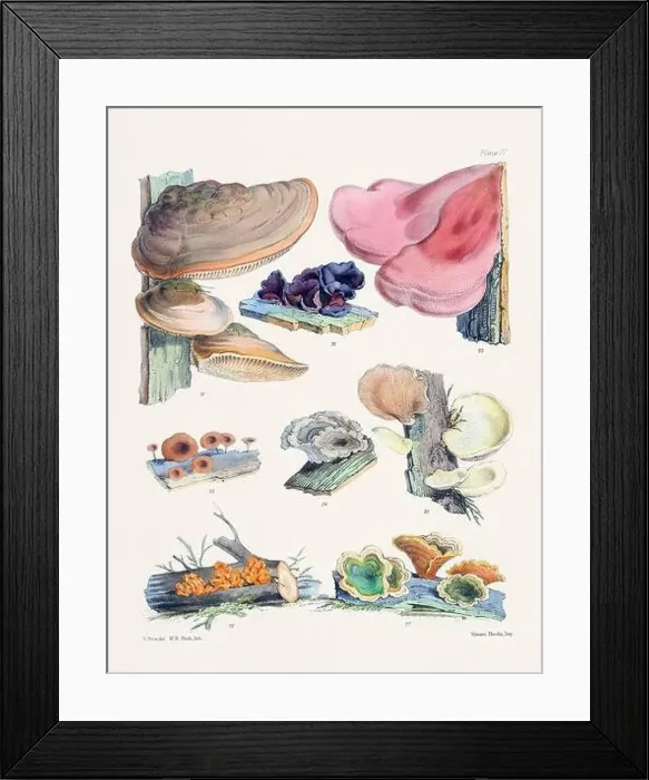 Framed Print : Vintage Mushroom Illustration: Botanical Fungi Art Framed Print : Vintage Mushroom Illustration: Botanical Fungi Art