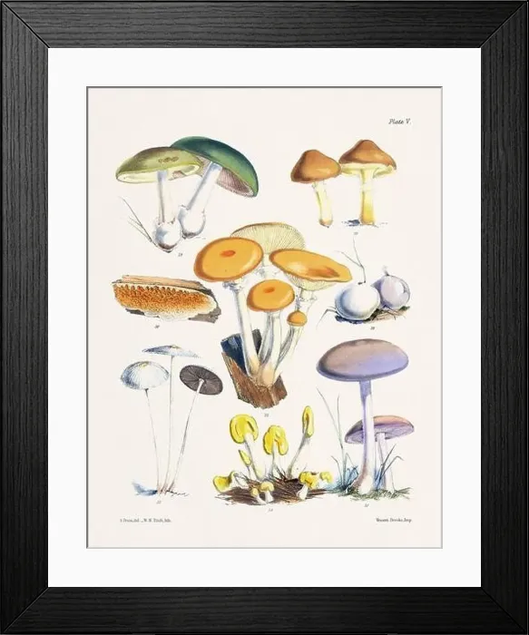 Framed Print : Vintage Mushroom Illustration: Botanical Fungi Art Framed Print : Vintage Mushroom Illustration: Botanical Fungi Art