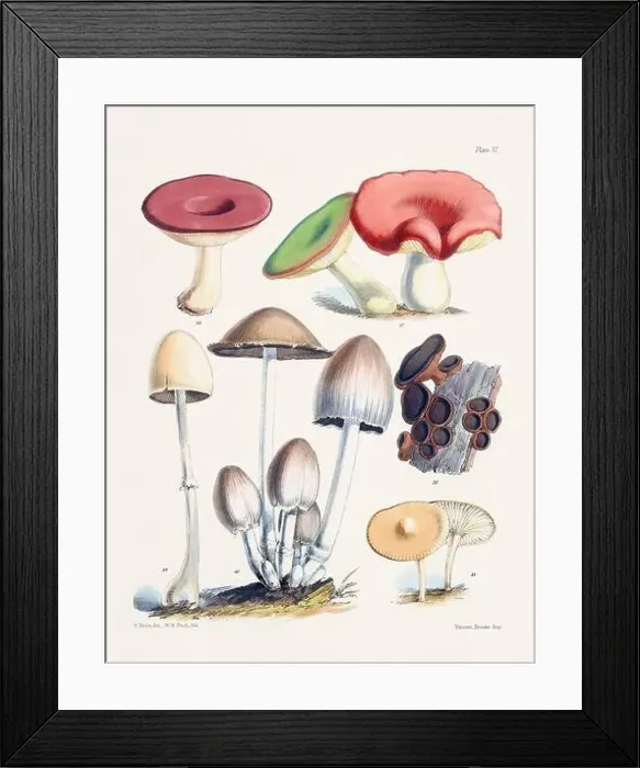 Framed Print : Vintage Mushroom Illustration: Botanical Fungi Art Framed Print : Vintage Mushroom Illustration: Botanical Fungi Art