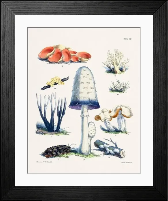 Framed Print : Vintage Mushroom Illustration: Botanical Fungi Art Framed Print : Vintage Mushroom Illustration: Botanical Fungi Art