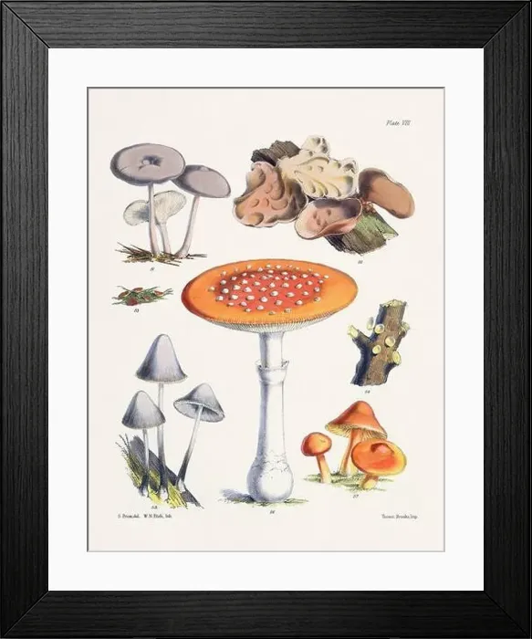 Framed Print : Vintage Mushroom Illustration: Botanical Fungi Art Framed Print : Vintage Mushroom Illustration: Botanical Fungi Art