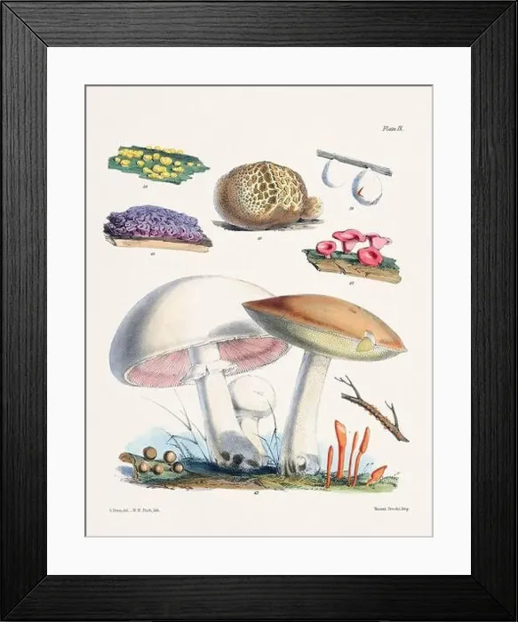 Framed Print : Vintage Mushroom Illustration: Botanical Fungi Art Framed Print : Vintage Mushroom Illustration: Botanical Fungi Art