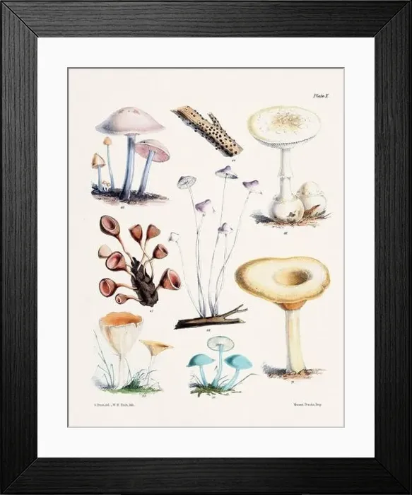 Framed Print : Vintage Mushroom Illustration: Botanical Fungi Art Framed Print : Vintage Mushroom Illustration: Botanical Fungi Art