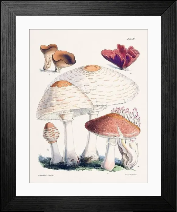 Framed Print : Vintage Mushroom Illustration: Botanical Fungi Art