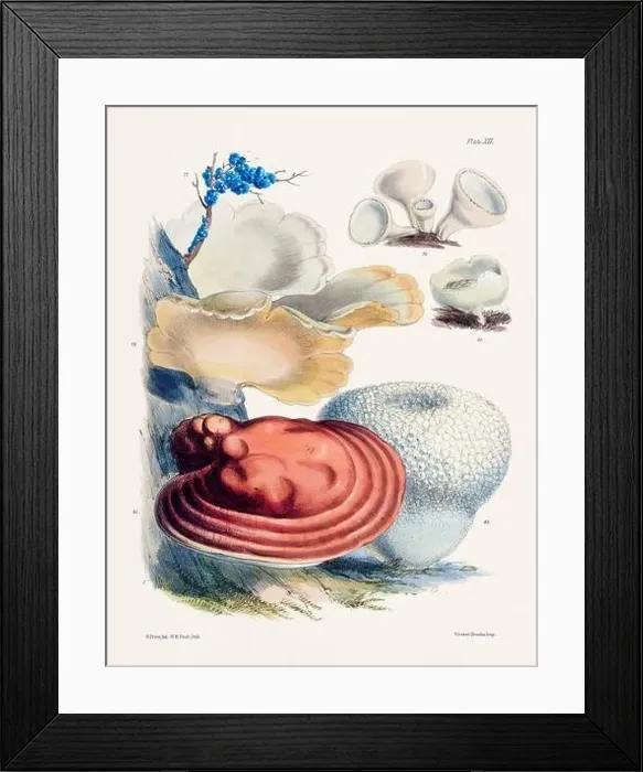 Framed Print : Vintage Mushroom Illustration: Botanical Fungi Art Framed Print : Vintage Mushroom Illustration: Botanical Fungi Art