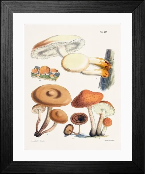 Framed Print : Vintage Mushroom Illustration: Botanical Fungi Art Framed Print : Vintage Mushroom Illustration: Botanical Fungi Art