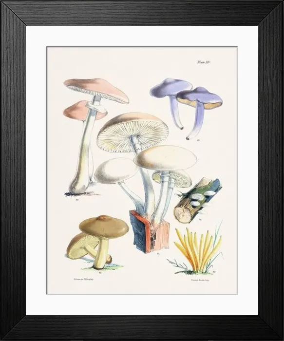 Framed Print : Vintage Mushroom Illustration: Botanical Fungi Art Framed Print : Vintage Mushroom Illustration: Botanical Fungi Art