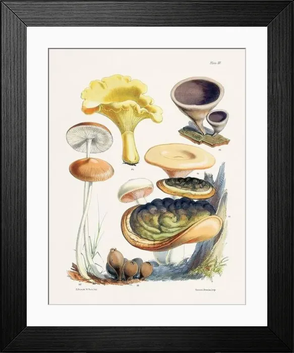 Framed Print : Vintage Mushroom Illustration: Botanical Fungi Art Framed Print : Vintage Mushroom Illustration: Botanical Fungi Art