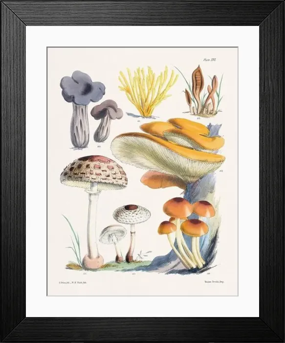 Framed Print : Vintage Mushroom Illustration: Botanical Fungi Art Framed Print : Vintage Mushroom Illustration: Botanical Fungi Art