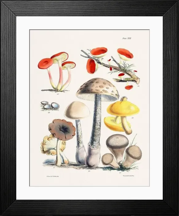 Framed Print : Vintage Mushroom Illustration: Botanical Fungi Art Framed Print : Vintage Mushroom Illustration: Botanical Fungi Art