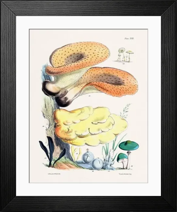 Framed Print : Vintage Mushroom Illustration: Botanical Fungi Art Framed Print : Vintage Mushroom Illustration: Botanical Fungi Art