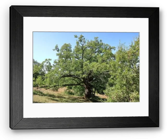 Framed Print : the National park galicica in North Macedonia near Elshani Framed Print : the National park galicica in North Macedonia near Elshani