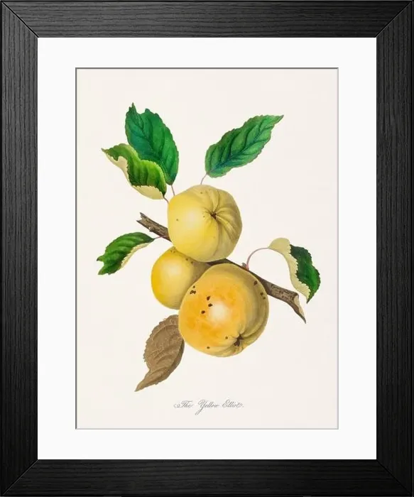 Framed Print : Vintage Herfordshire Apples illustration Framed Print : Vintage Herfordshire Apples illustration