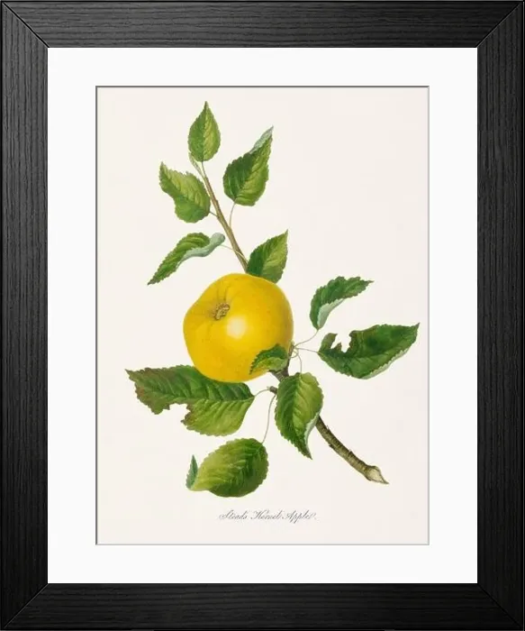 Framed Print : Vintage Herfordshire Apples illustration Framed Print : Vintage Herfordshire Apples illustration
