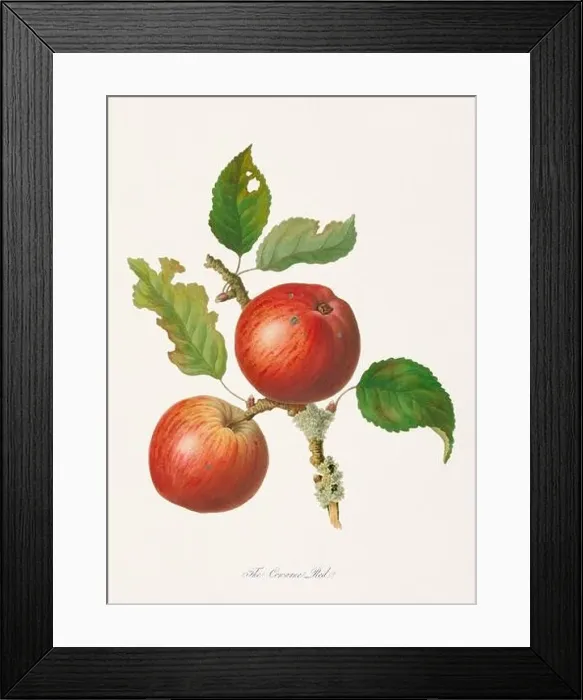 Framed Print : Vintage Herfordshire Apples illustration Framed Print : Vintage Herfordshire Apples illustration