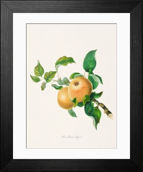 Framed Print : Vintage Herfordshire Apples illustration Framed Print : Vintage Herfordshire Apples illustration
