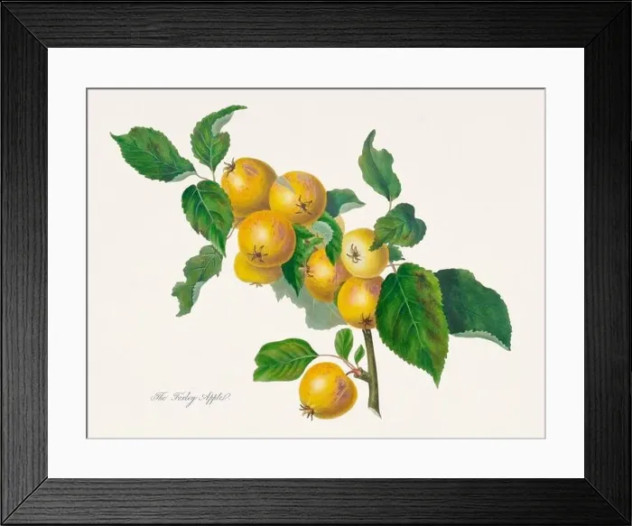 Framed Print : Vintage Herfordshire Apples illustration Framed Print : Vintage Herfordshire Apples illustration