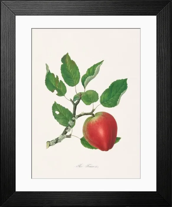 Framed Print : Vintage Herfordshire Apples illustration Framed Print : Vintage Herfordshire Apples illustration
