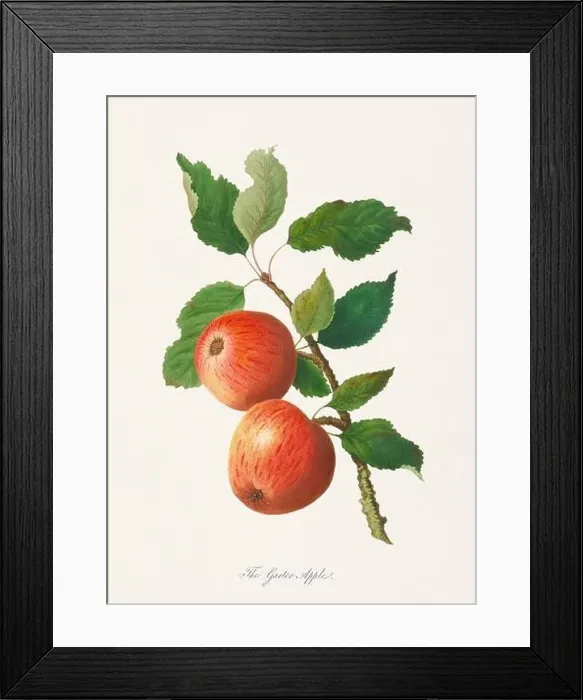 Framed Print : Vintage Herfordshire Apples illustration Framed Print : Vintage Herfordshire Apples illustration