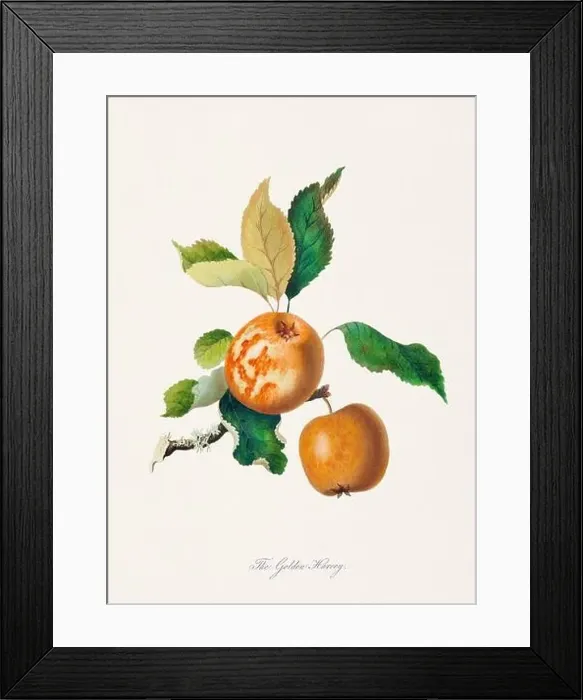 Framed Print : Vintage Herfordshire Apples illustration Framed Print : Vintage Herfordshire Apples illustration