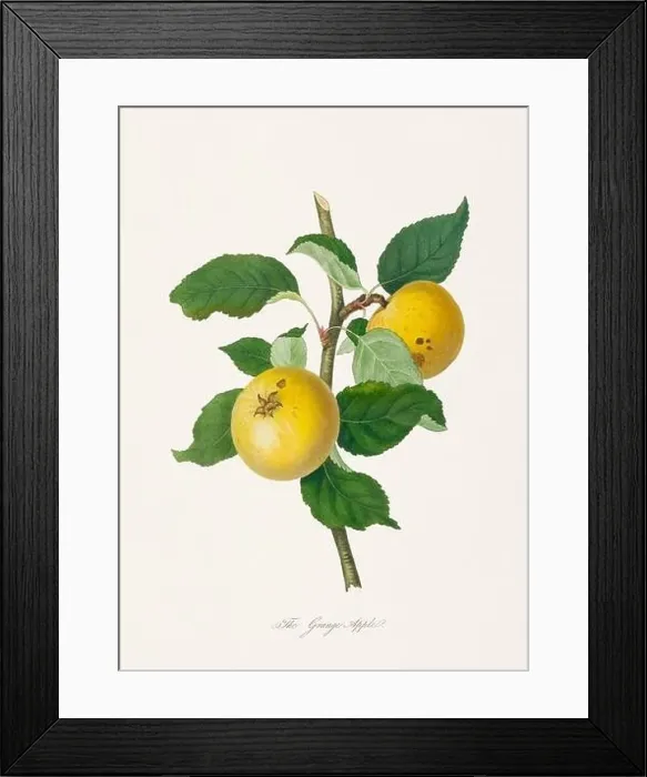 Framed Print : Vintage Herfordshire Apples illustration Framed Print : Vintage Herfordshire Apples illustration