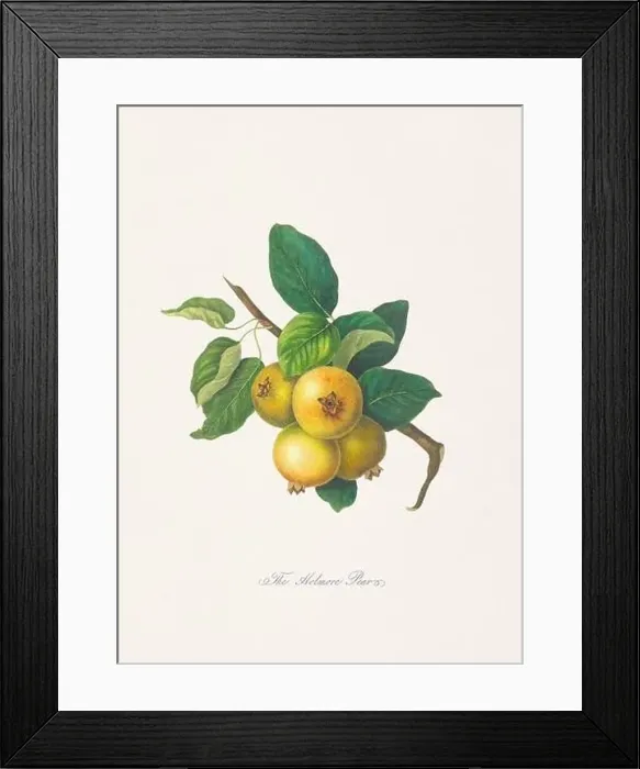 Framed Print : Vintage Herfordshire Pears illustration Framed Print : Vintage Herfordshire Pears illustration