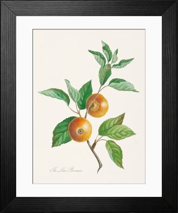Framed Print : Vintage Herfordshire Apples illustration Framed Print : Vintage Herfordshire Apples illustration
