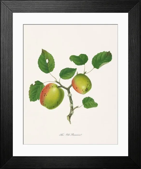 Framed Print : Vintage Herfordshire Apples illustration Framed Print : Vintage Herfordshire Apples illustration