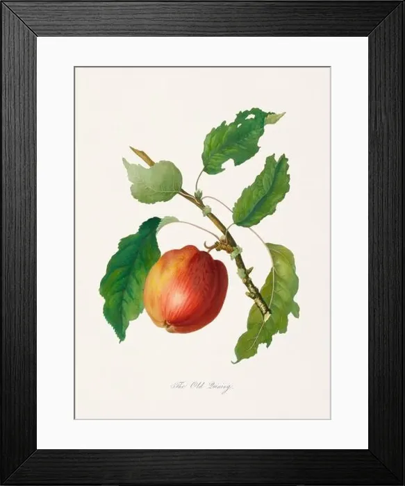 Framed Print : Vintage Herfordshire Apples illustration Framed Print : Vintage Herfordshire Apples illustration