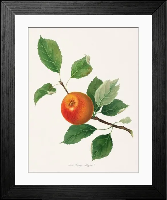 Framed Print : Vintage Herfordshire Apples illustration Framed Print : Vintage Herfordshire Apples illustration