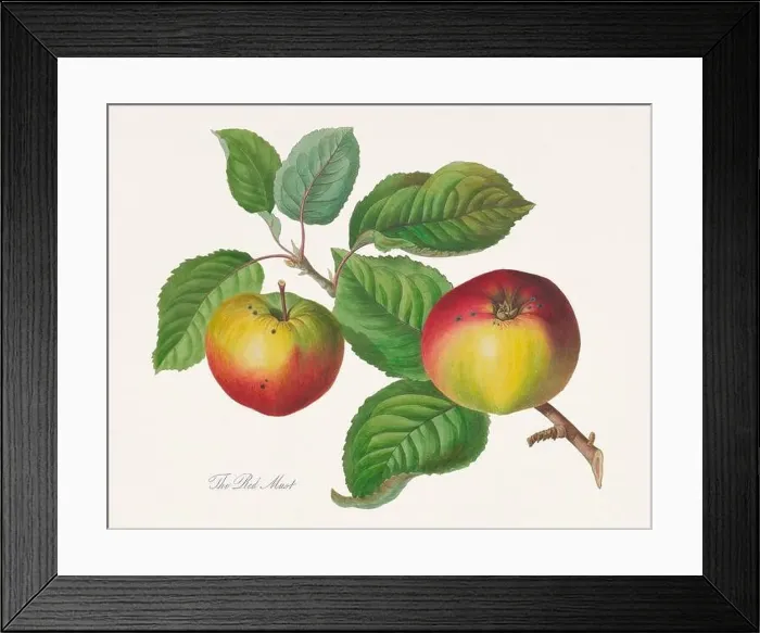 Framed Print : Vintage Herfordshire Apples illustration
