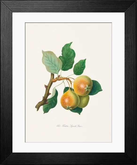 Framed Print : Vintage Herfordshire Pears illustration Framed Print : Vintage Herfordshire Pears illustration